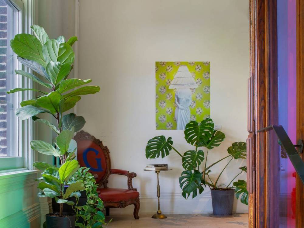 Room with beautiful plants on pot