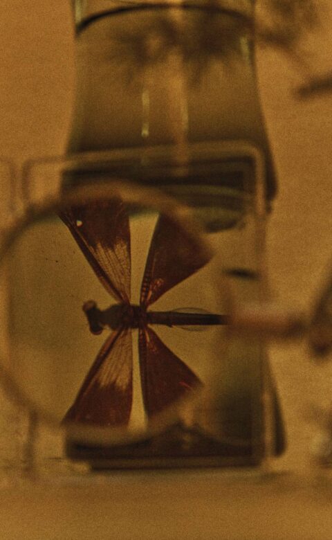 an insect being viewed through a magnifying glass